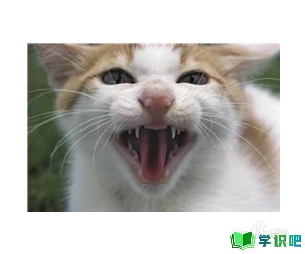 如何读懂猫的叫声语言？ 第5张