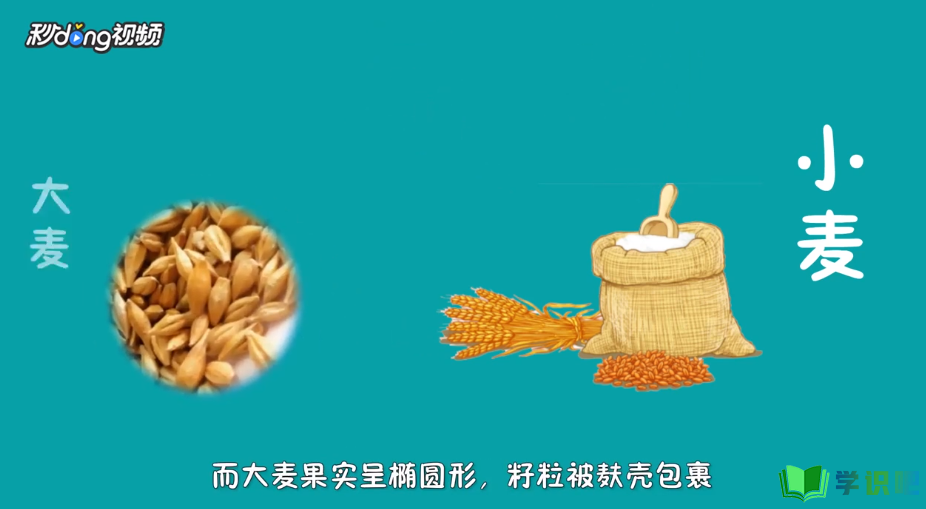 大麦和小麦如何区别？ 第2张