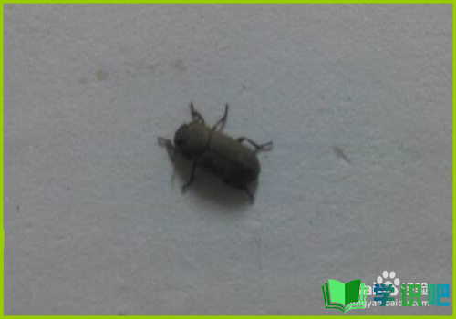 如何杜绝小昆虫在房间潮湿的地方出现？