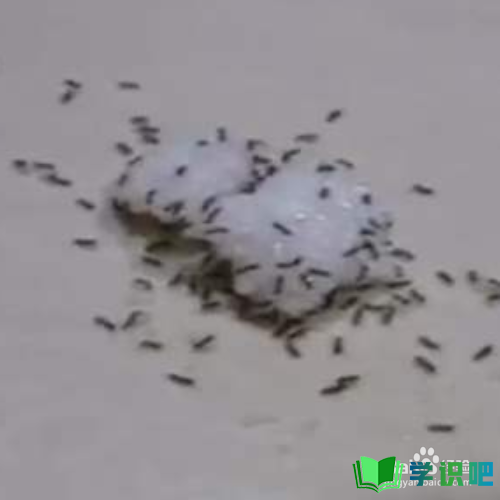 家里有红蚂蚁怎么消灭？ 第2张