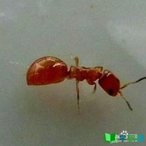 家里有红蚂蚁怎么消灭？ 第5张