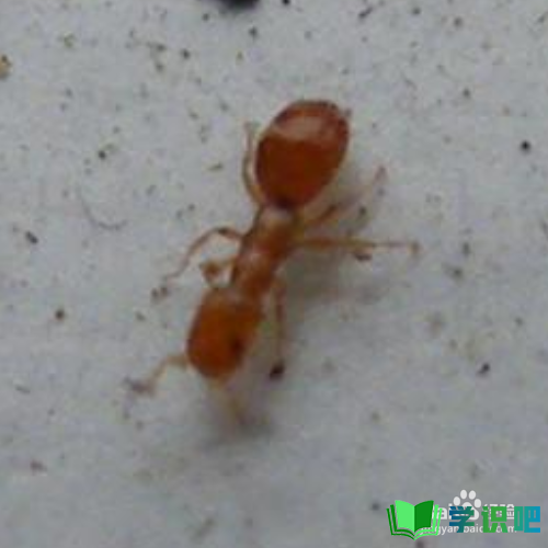 家里有红蚂蚁怎么消灭？ 第6张