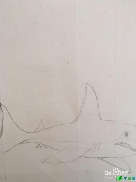 鲨鱼的简笔画怎么画？ 第6张