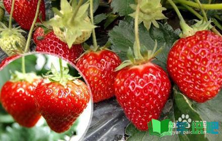 如何种植草莓？ 第5张