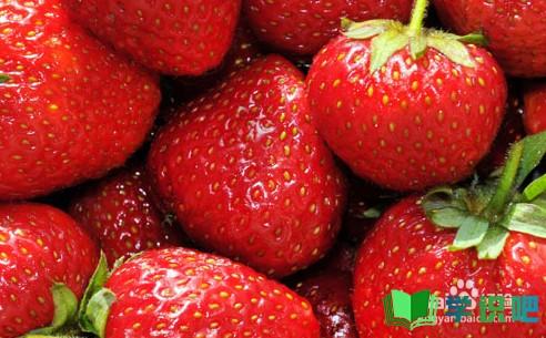 如何种植草莓？ 第7张
