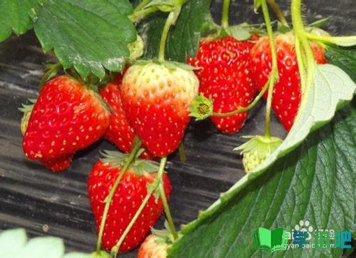 如何种植草莓？ 第8张
