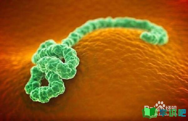 如何防治埃博拉病毒？ 第2张