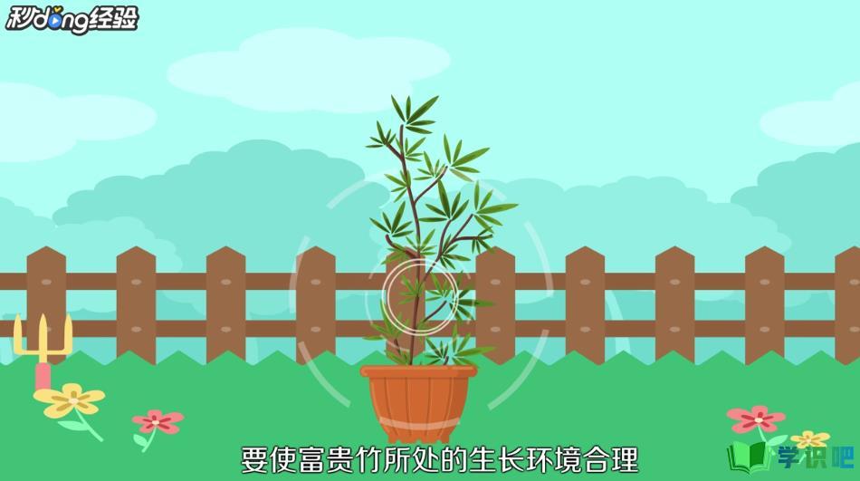 富贵竹怎么水养？