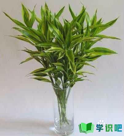 水培富贵竹怎么养才能更旺盛？ 第4张