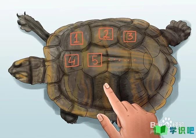 如何判断乌龟的年龄？ 第3张