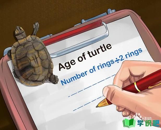 如何判断乌龟的年龄？ 第4张