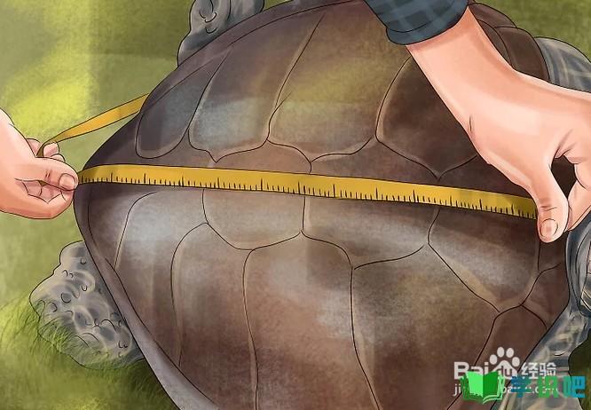 如何判断乌龟的年龄？ 第5张