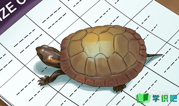 如何判断乌龟的年龄？ 第7张