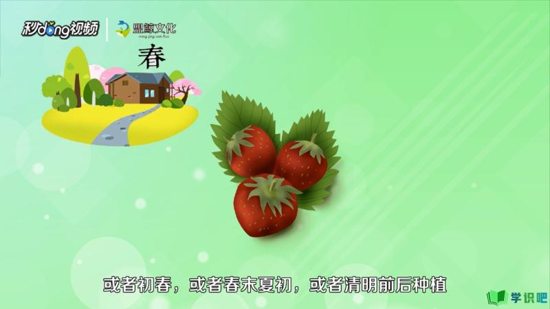 草莓怎么种植？ 第3张