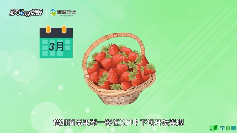 草莓怎么种植？ 第6张