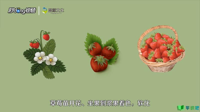 草莓怎么种植？ 第11张