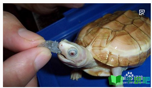 小乌龟该如何养？