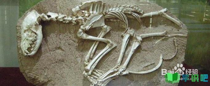古生物学家如何辨别哺乳动物化石？ 第1张