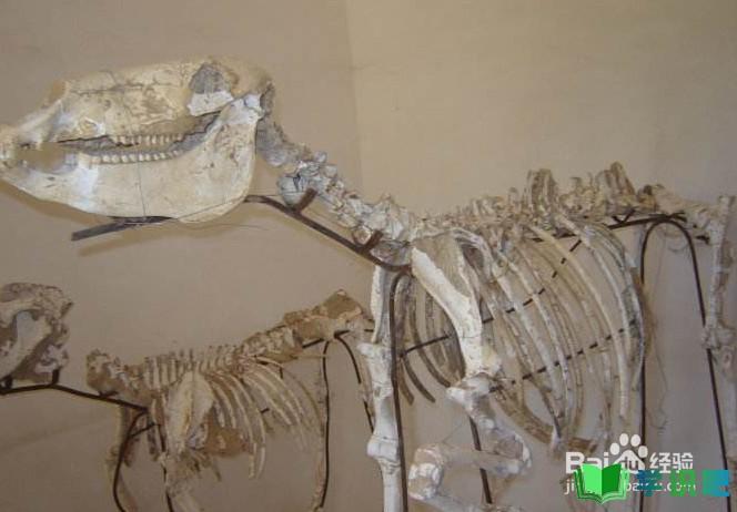 古生物学家如何辨别哺乳动物化石？ 第2张