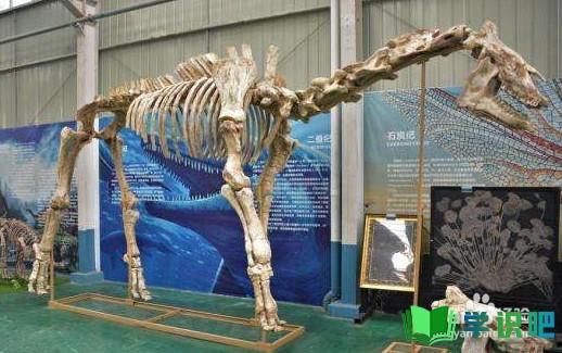 古生物学家如何辨别哺乳动物化石？ 第3张