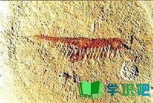 古生物学家如何辨别哺乳动物化石？ 第4张
