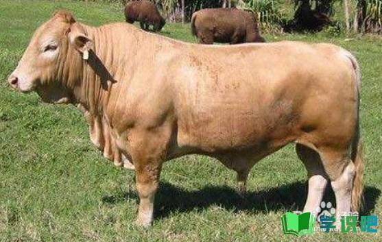 饲养牛应该怎么养殖？ 第1张