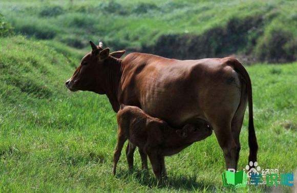 饲养牛应该怎么养殖？ 第5张