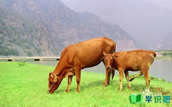 饲养牛应该怎么养殖？ 第4张