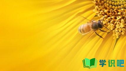 被蜜蜂蛰伤了该怎么办？