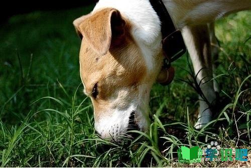 狗爱吃草怎么办？ 第2张