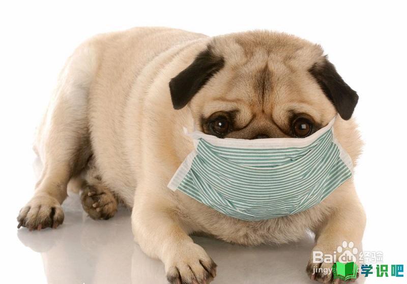 狗狗一直咳嗽怎么办啊？ 第5张