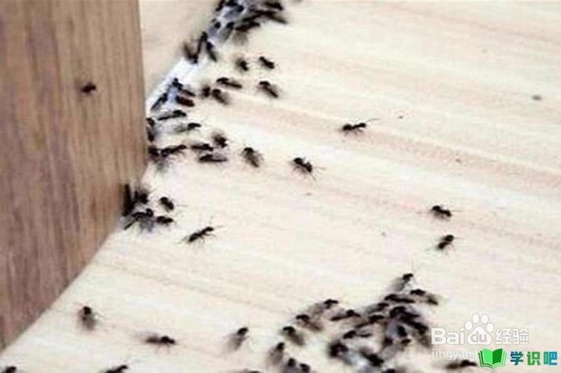屋里有蚂蚁怎么办？