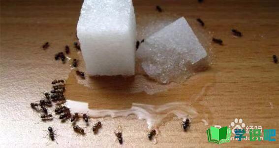 屋里有蚂蚁怎么办？ 第3张