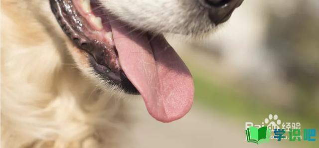 狗狗肺炎喘的厉害怎么办？ 第1张