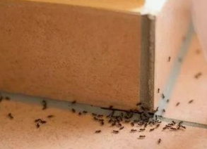 家里到处都是蚂蚁怎么办？ 第3张