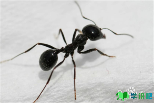 屋里有蚂蚁怎么办？ 第2张