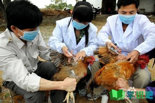 遇到禽流感怎么办？