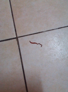 卫生间地砖下有红线虫怎么办？