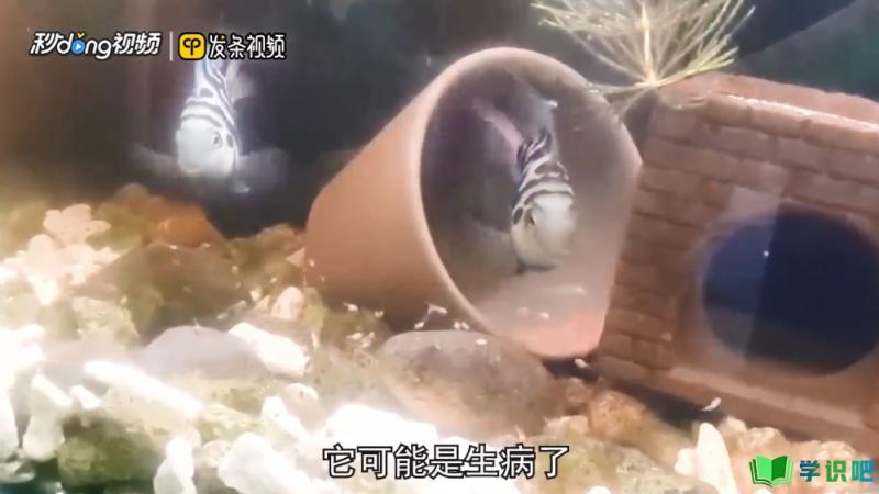 鹦鹉鱼躺在缸底怎么办？