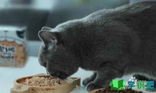 猫挑食怎么办不吃猫粮？ 第4张