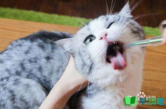 猫咪得了口炎怎么办？