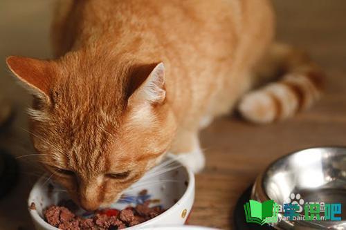 猫不爱吃东西越来越瘦怎么办？ 第4张