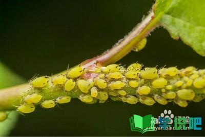 植物感染蚜虫怎么办？ 第4张