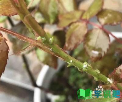 植物感染蚜虫怎么办？
