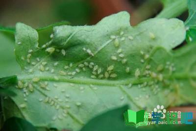 植物感染蚜虫怎么办？ 第5张