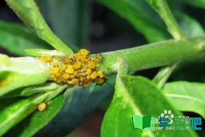 植物感染蚜虫怎么办？ 第7张