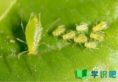 植物感染蚜虫怎么办？ 第8张