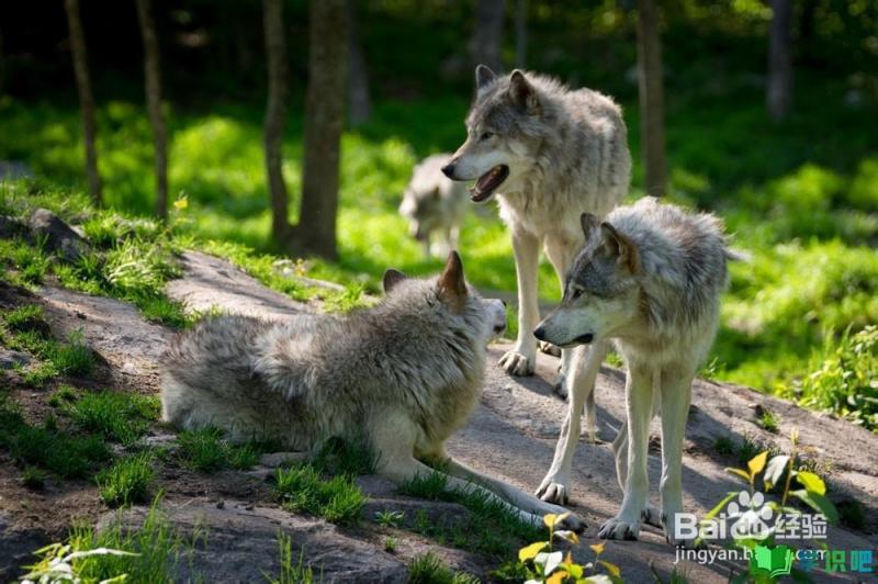野外旅行时遇到狼了应该怎么办？ 第3张