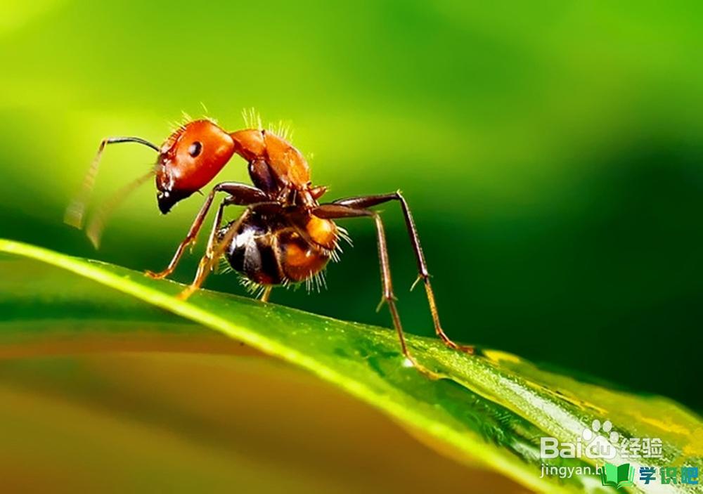 家里出现红蚂蚁该怎么办？ 第3张