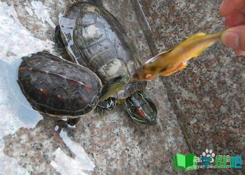 巴西龟不想养了怎么办？ 第2张